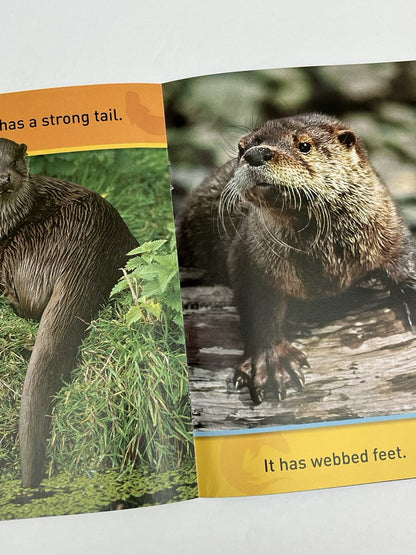 Shira Evans Peek, Otter!