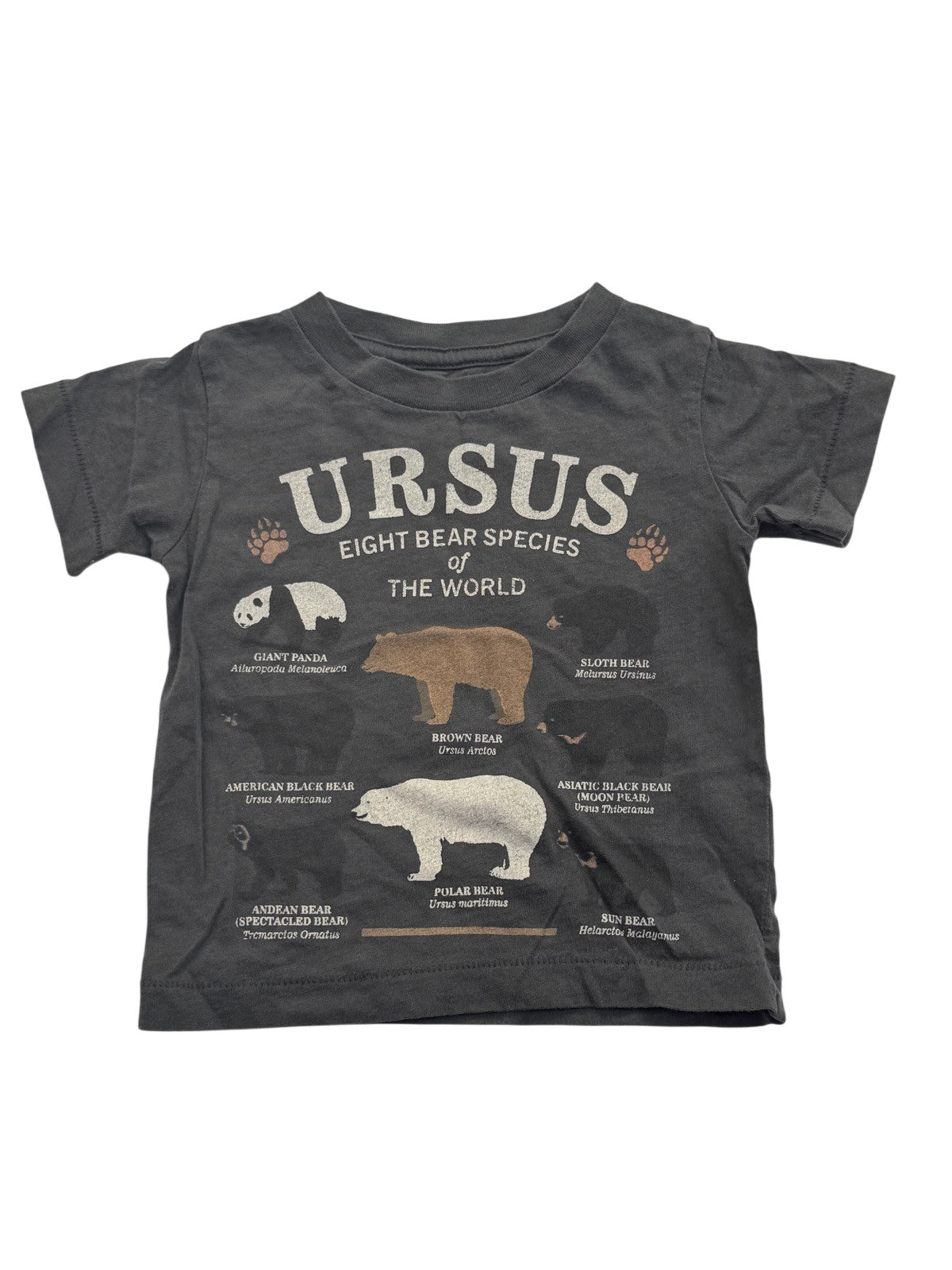 Peek Ursus Bear Species Graphic Tee 3-6m