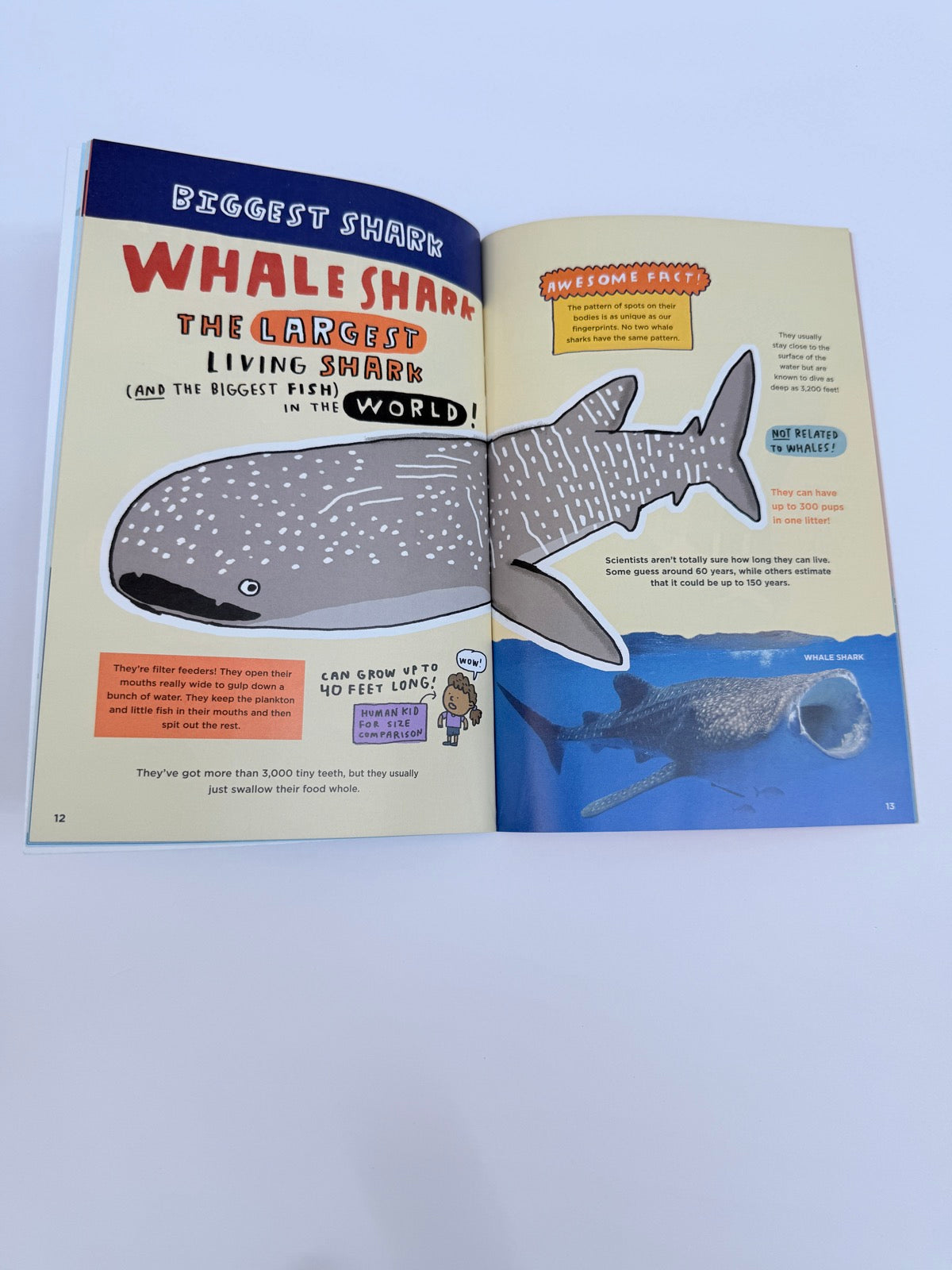 Mike Lowery Everything Awesome About Super Sharks