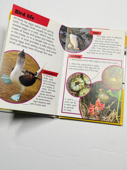 Sarah Creese Mini Encyclopedia Birds